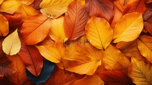 秋天黄色树叶背景图片_唯美秋季黄色树叶背景8