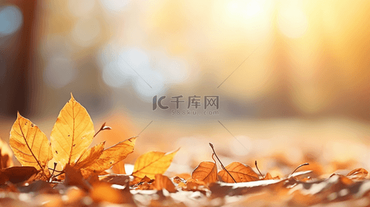 秋天背景图片_唯美秋季黄色树叶背景23
