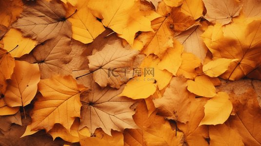 唯美秋季黄色树叶背景3