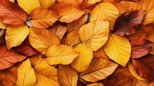唯美秋季黄色树叶背景1