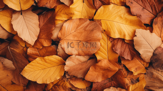 秋天落叶唯美秋季黄色树叶背景2