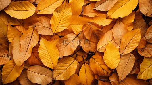 秋天落叶唯美秋季黄色树叶背景8