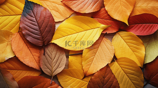 秋天落叶唯美秋季黄色树叶背景1