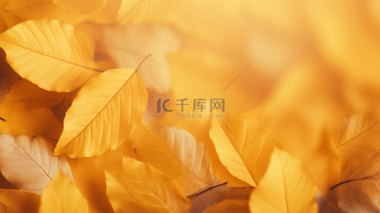 秋季黄色落叶背景背景图片_秋天落叶唯美秋季黄色树叶背景5