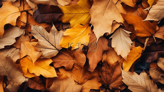 秋天落叶唯美秋季黄色树叶背景3
