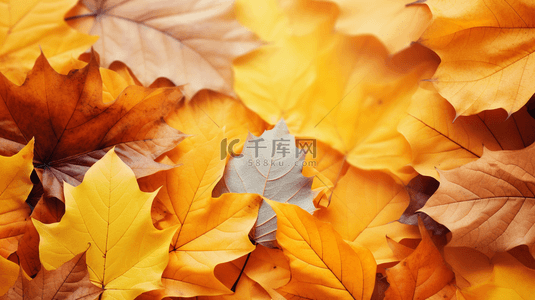 秋天黄色树叶背景图片_秋天落叶唯美秋季黄色树叶背景4
