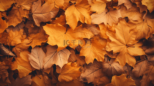 秋天落叶唯美秋季黄色树叶背景9