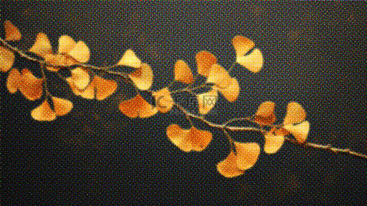 彩色半调黑色背景里的秋天金色银杏叶背景