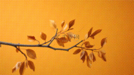 秋天背景简约半调纹理银杏叶子