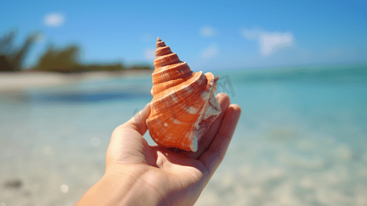 夏日阳光海滩海螺