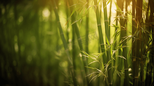 竹叶植物摄影照片_绿色竹林竹叶特写4