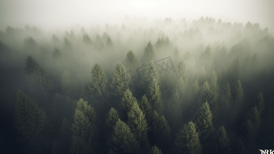 布满了浓雾的森林2