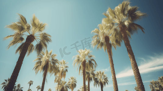 一片蓝天摄影照片_蓝天映衬下的一片棕榈树2
