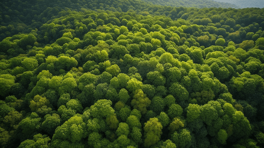 西双版纳森林公园摄影照片_航拍绿色森林3