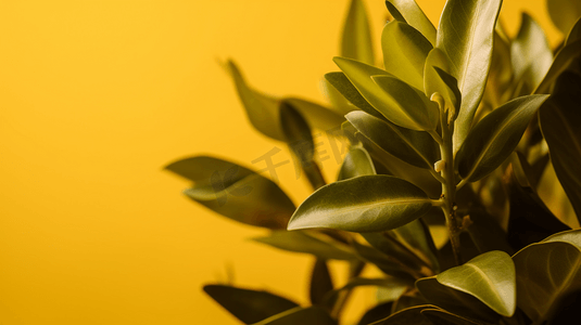 壁纸win7摄影照片_黄色背景上植物的特写7