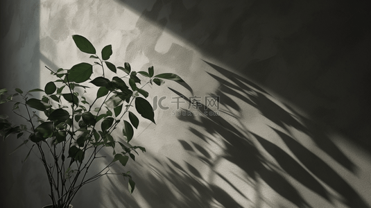 植物墙壁背景图片_白色墙壁背景上树叶的抽象影子