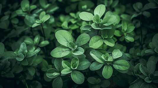绿色植物的特写，有很多叶子