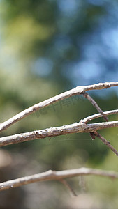 枯枝树枝摄影照片_生机勃勃的春天气息