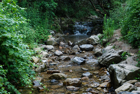 自然绿叶夏天石头小溪