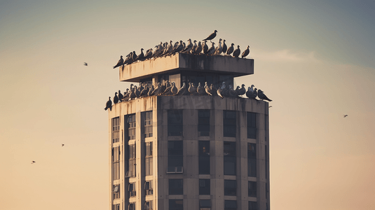 一群鸟摄影照片_一群鸟坐在一座高楼的顶部