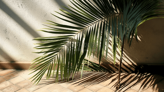 户外环境背景图片_带有棕榈树和窗户阴影的背景