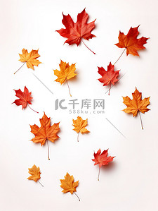秋天的枫叶背景图片_秋天的枫叶落在白色背景1
