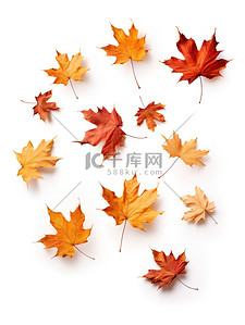 秋天的枫叶背景图片_秋天的枫叶落在白色背景5