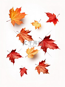 秋天的枫叶背景图片_秋天的枫叶落在白色背景3