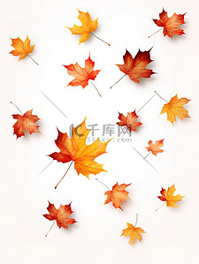 秋天的枫叶背景图片_秋天的枫叶落在白色背景10