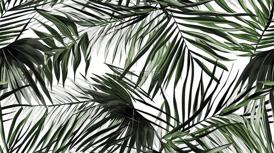 热带植物棕榈叶白色背景5