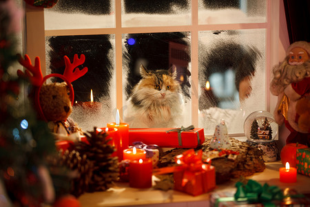 夜晚窗户摄影照片_猫透过窗户看圣诞节礼物