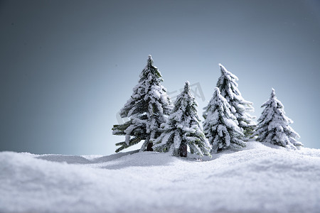 雪后的松树