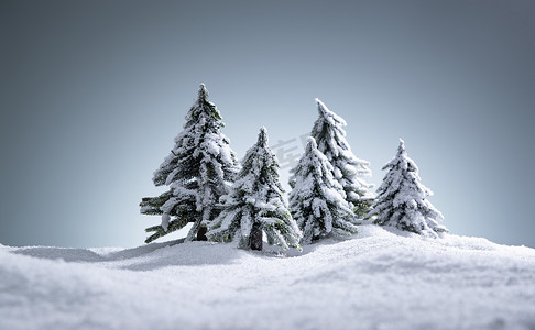 雪后的松树