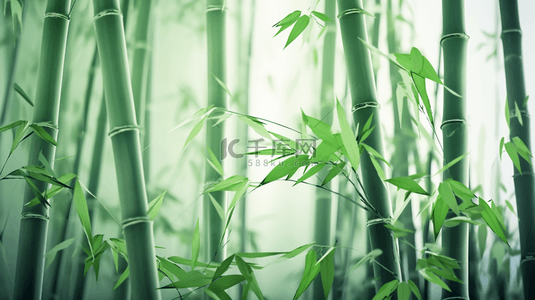 绿色竹林中国风意境背景