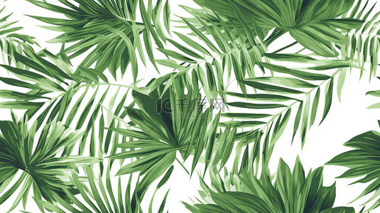 清新热带植物背景图片_热带植物棕榈叶白色背景17
