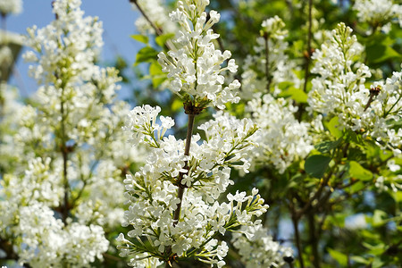 丁香花