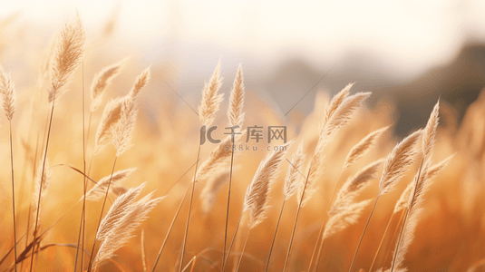 秋季水草芦苇风景背景25
