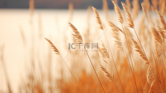 秋季水草芦苇风景背景28