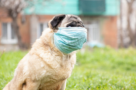 2021年春，科维德19流感大流行期间，一只戴着医疗面罩的哈巴狗在公园的草地上散步