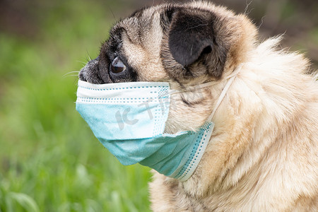 2021年春，科维德19流感大流行期间，一只戴着医疗面罩的哈巴狗在公园的草地上散步.