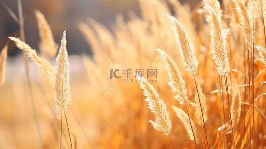 秋季水草芦苇风景背景23