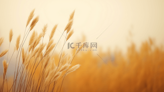 秋季水草芦苇风景背景1