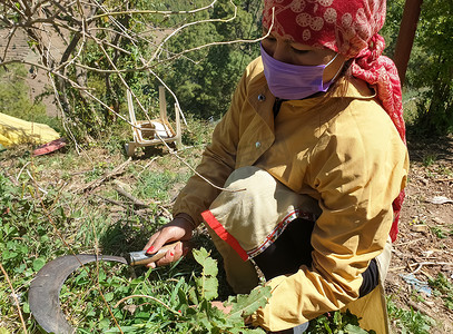 亚洲年轻女子头戴口罩，用镰刀割草，这才是真正的生活 