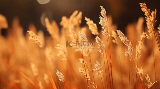 秋季水草芦苇风景背景11
