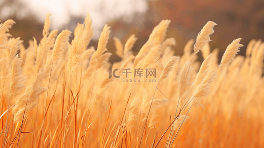 秋季水草芦苇风景背景10