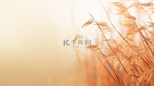 秋季水草芦苇风景背景21