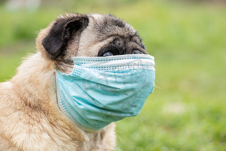 春年摄影照片_2021年春，科维德19流感大流行期间，一只戴着医疗面罩的哈巴狗在公园的草地上散步