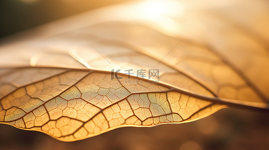 秋天阳光下黄色树叶叶脉8