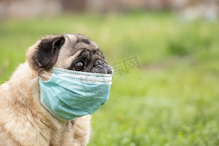 春年摄影照片_2021年春，科维德19流感大流行期间，一只戴着医疗面罩的哈巴狗在公园的草地上散步