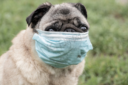 2021年春，科维德19流感大流行期间，一只戴着医疗面罩的哈巴狗在公园的草地上散步